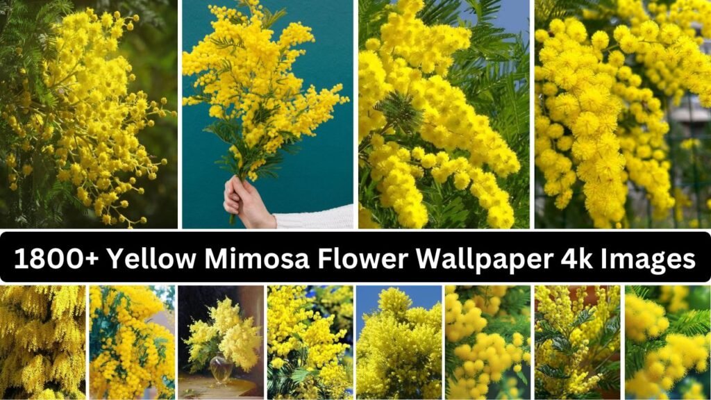 1800+ Yellow Mimosa Flower Wallpaper 4k Images