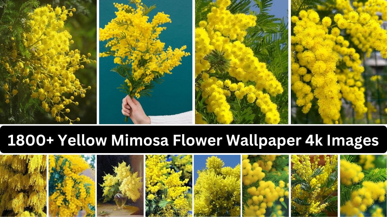 1800+ Yellow Mimosa Flower Wallpaper 4k Images