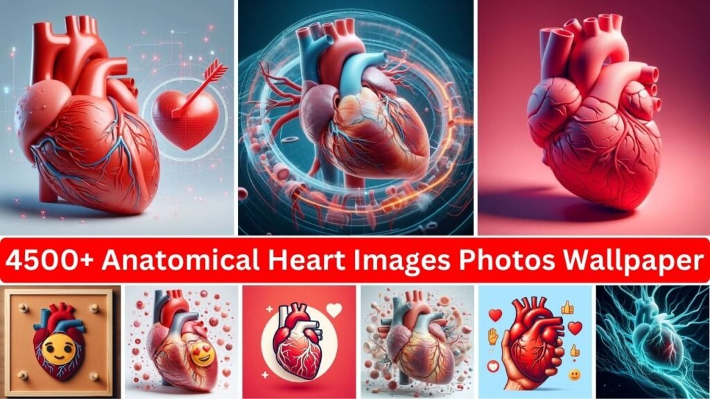 4500+ Anatomical Heart Images Photos & Emoji Wallpaper